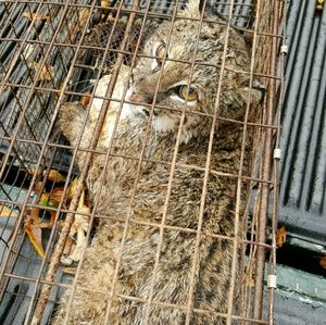 Meet your Posher, Russell